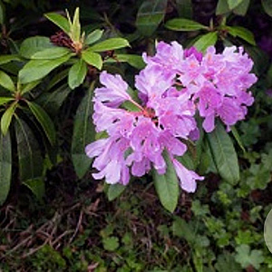 Rhododendron pont. 'Roseum' 150-175 cm met kluit boskwaliteit