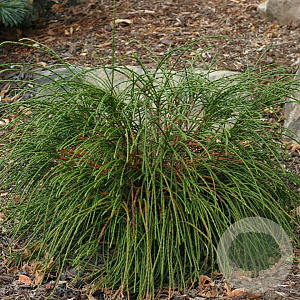 Thuja pl. 'Whipcord' 20-25 cm 3,0L