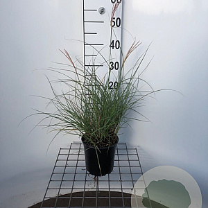 Miscanthus sin. 'Adagio' 30-40 cm 2,5L