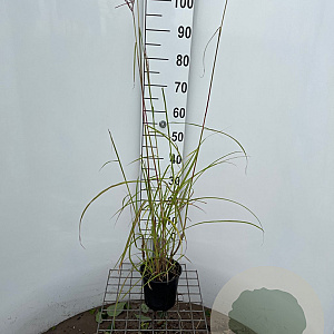 Miscanthus sin. 'Ferner Osten' 40-50 cm 2,5L
