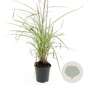 Miscanthus sin. 'Kleine Silbersp.' GM 1.5