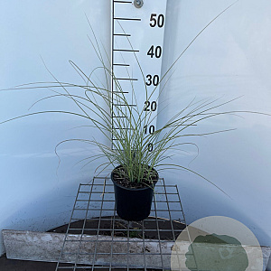 Miscanthus sin. 'Morning Light' 30-40 cm 2,5L