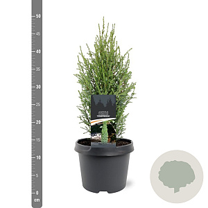 Juniperus communis 'Compressa' 30-40 cm 3,0L