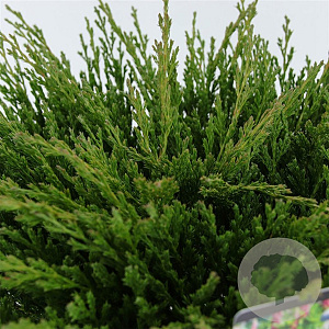 Juniperus horizontalis 'Andorra Compact' 30-40 cm 3,0L