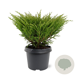 Juniperus horizontalis 'Andorra Compact' 30-40 cm 3,0L