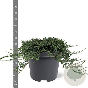 Juniperus horizontalis 'Wiltonii' 25-30 cm 3,5L