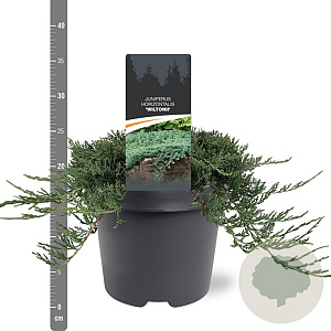Juniperus horizontalis 'Wiltonii' 30-40 cm 5,0L