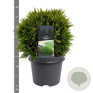 Thuja occidentalis 'Danica Aurea' 25-30 cm 3,5L