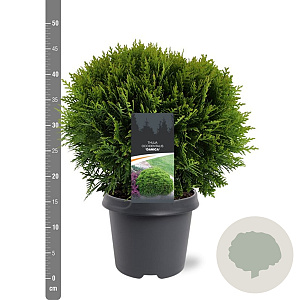 Thuja occidentalis 'Danica Aurea' 30-40 cm 5,0L