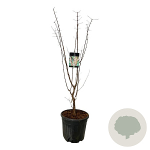Acer griseum 125-150 cm 30L extra