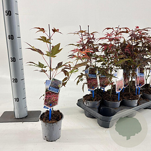 Acer pal. 'Atropurpureum' 25-30 cm P10,5