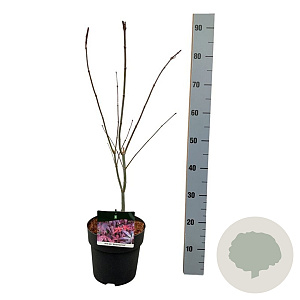 Acer pal. 'Atropurpureum' 50-60 cm 4,5L