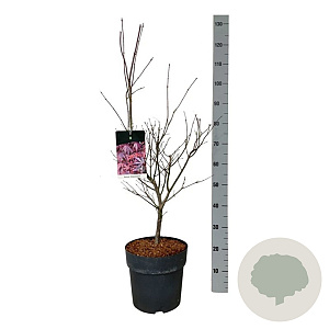 Acer pal. 'Atropurpureum' 60-80 cm 10L