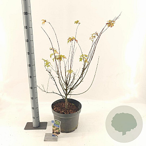 Acer pal. 'Orange Dream' 80-100 cm 10L