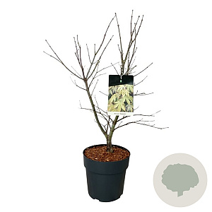 Acer pal. 'Osakazuki' 60-80 cm 10L