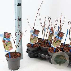 Acer pal. 'Phoenix' 25-30 cm P10,5