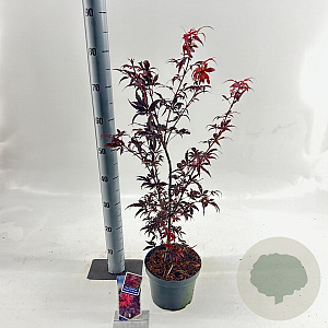 Acer pal. 'Skeeter's Broom' 40-50 cm 3,0L