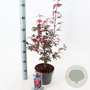 Acer pal. 'Skeeter's Broom' 40-50 cm 3,0L