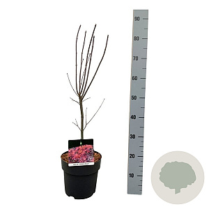 Acer pal. 'Skeeter's Broom' 50-60 cm 4,5L