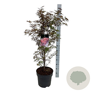 Acer pal. 'Skeeter's Broom' 100-125 cm 14L