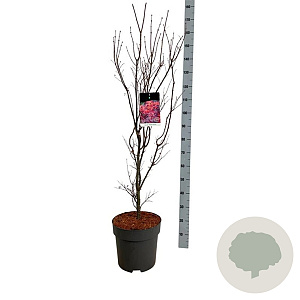 Acer pal. 'Skeeter's Broom' 100-125 cm 14L