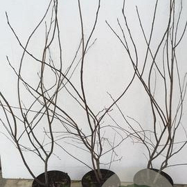 Amelanchier lamarckii 100-125 cm 7,5L solitair