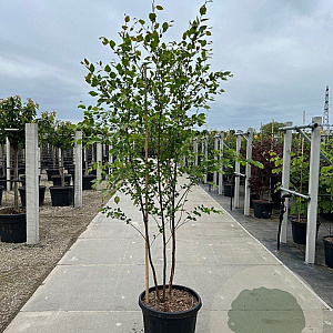 Betula nigra 150-175 cm 40L meerstammig