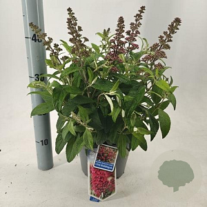 Buddleja dav. 'Butterfly Candy Little Bubblegum'® 30-35 cm 3,0L