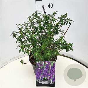 Buddleja d. 'Black Knight' 40 cm 10L