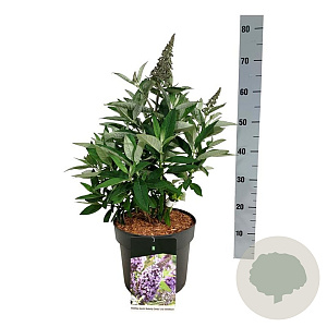 Buddleja d. B. Candy Lila Sweeth. 40-50 cm P26