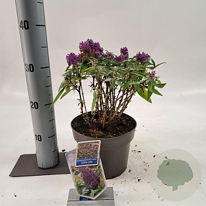 Buddleja d. B. Candy Little Lila 30-35 cm 3,0L