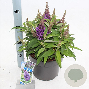 Buddleja d. B. Candy Little Lila 30-40 cm 5,0L