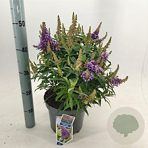 Buddleja d. B. Candy Little Lila 30-40 cm 5,0L