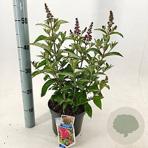 Buddleja d. B. Candy Little Ruby 30-35 cm 3,0L