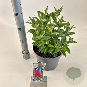 Buddleja d. B. Candy Little Ruby 30-40 cm 5,0L