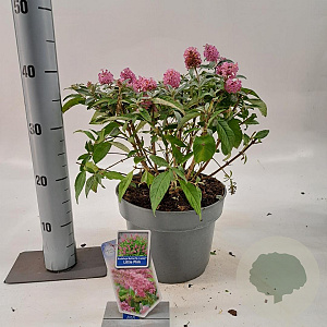 Buddleja d. B. Candy Little Ruby 30-40 cm 5,0L