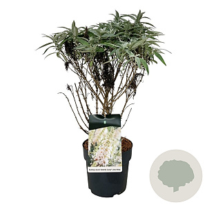 Buddleja d. B. Candy Little White 40-50 cm P26
