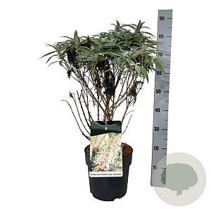 Buddleja d. B. Candy Little White 40-50 cm P26