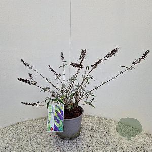 Buddleja d. 'Empire Blue' 50-55 cm 3,0L