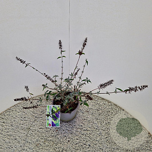 Buddleja d. 'Empire Blue' 50-55 cm 3,0L