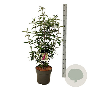 Buddleja d. 'Ile de France' 100-125 cm 15L