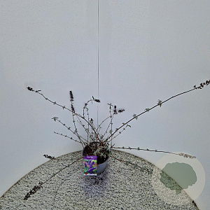 Buddleja d. 'Nanho Blue' 50-55 cm 3,0L