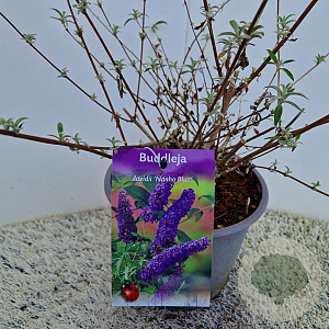 Buddleja d. 'Nanho Blue' 50-55 cm 3,0L
