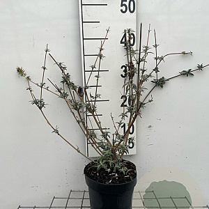 Buddleja d. 'Nanho White' 40-60 cm 2,0L