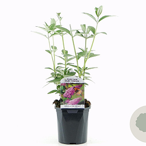 Buddleja d. 'Pink Delight' 25-30 cm 2,0L