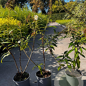 Buddleja d. 'White Profusion' 40-60 cm 2,0L