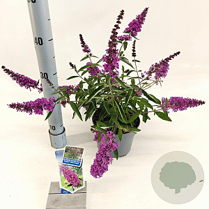 Buddleja Free Petite Tutti Fruitti 20-25 cm 2,0L