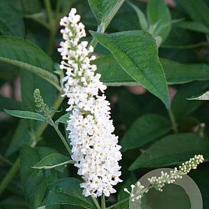 Buddleja 'Miss Pearl' GM 3,0L leverbaar