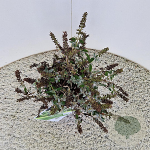 Buddleja White Chip 25-30 cm 3,0L