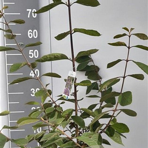 Callicarpa bod. 'Profusion' 60-80 cm 7,5L